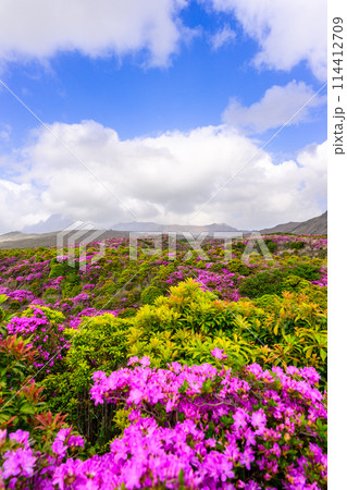 阿蘇山頂周辺　阿蘇山　中岳火口を背景に映える絶景ミヤマキリシマの花風景(阿蘇山中岳・阿蘇火口周辺) 114412709