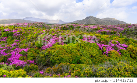 阿蘇山頂周辺 阿蘇山 中岳火口を背景に映える絶景ミヤマキリシマの花風景(阿蘇山中岳・阿蘇火口周辺) 阿蘇山頂周辺 阿蘇山 中岳火口を背景に映える絶景ミヤマキリシマの花風景(阿蘇山中岳・阿蘇火口周辺) 114412712