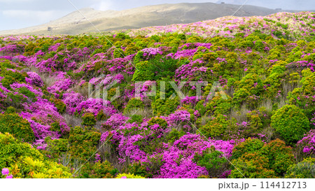 阿蘇山頂周辺　阿蘇山　中岳火口を背景に映える絶景ミヤマキリシマの花風景(阿蘇山中岳・阿蘇火口周辺) 114412713