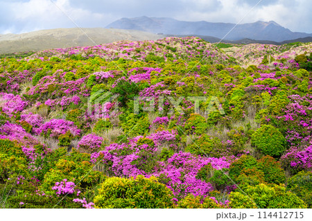 阿蘇山頂周辺　阿蘇山　中岳火口を背景に映える絶景ミヤマキリシマの花風景(阿蘇山中岳・阿蘇火口周辺) 114412715