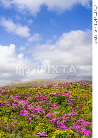 阿蘇山頂周辺　阿蘇山　中岳火口を背景に映える絶景ミヤマキリシマの花風景(阿蘇山中岳・阿蘇火口周辺) 114412717