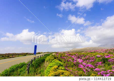 阿蘇山頂周辺　阿蘇山　中岳火口を背景に映える絶景ミヤマキリシマの花風景(阿蘇山中岳・阿蘇火口周辺) 114412719