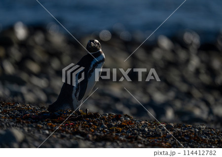Magellanic penguin on shingle beach in sunlight 114412782