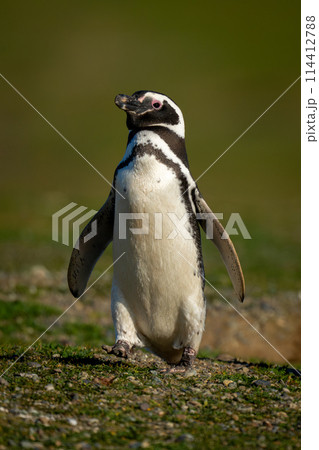 Magellanic penguin raises foot crossing grass slope 114412788