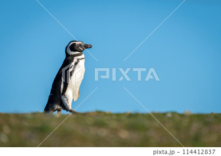 Magellanic penguin waddles across grass raising foot Magellanic penguin waddles across grass raising foot 114412837