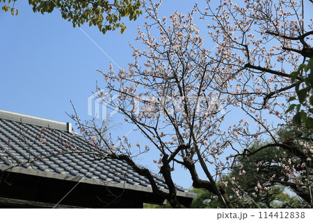 蟄の栗林公園(3月中旬・アンズ) 蟄の栗林公園(3月中旬・アンズ) 114412838