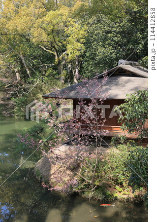 蟄の栗林公園(3月中旬・ユキワリザクラ) 蟄の栗林公園(3月中旬・ユキワリザクラ) 114412858