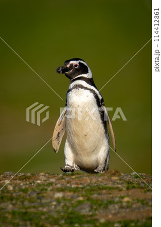 Magellanic penguin waddles over grass lifting foot Magellanic penguin waddles over grass lifting foot 114412861