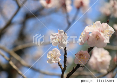 蟄の栗林公園(3月中旬・アンズ) 蟄の栗林公園(3月中旬・アンズ) 114412864