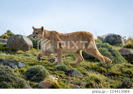 Puma crosses slope amongst rocks lifting paw 114413069