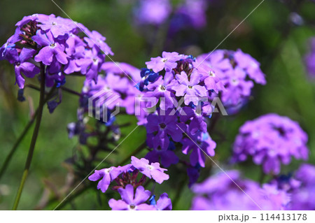 ヒメビジョザクラ（姫美女桜） 114413178