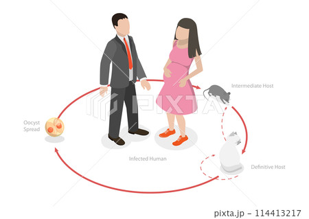 3D Isometric Flat  Conceptual Illustration of Lifecycle of Toxoplasma Gondii, Toxoplasmosis Disease 114413217