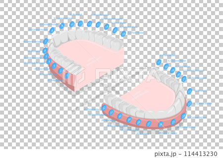 3D Isometric Flat  Conceptual Illustration of Teeth Numbers , Dentist Numbering System 114413230