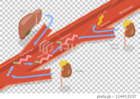 3D Isometric Flat Conceptual Illustration of Aldosterone Mineralocorticoid Steroid Hormone Release, Educational Diagram 3D Isometric Flat Conceptual Illustration of Aldosterone Mineralocorticoid Steroid Hormone Release, Educational Diagram 114413237
