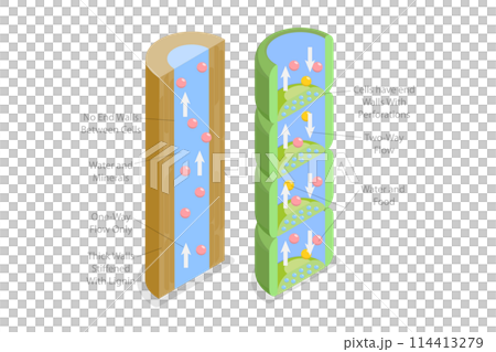 3D Isometric Flat Conceptual Illustration of Xylem And Phloem Water, Labeled Biological Structure Scheme 3D Isometric Flat Conceptual Illustration of Xylem And Phloem Water, Labeled Biological Structure Scheme 114413279