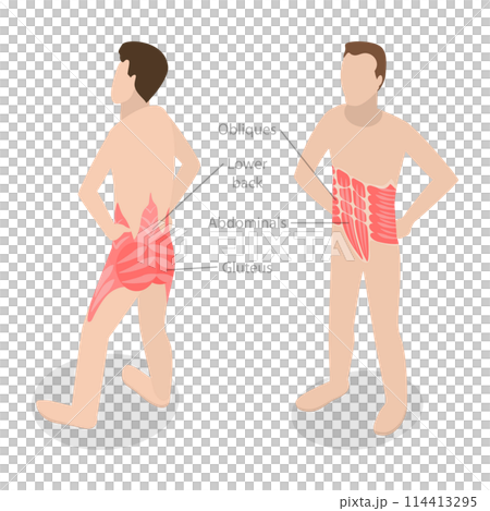 3D Isometric Flat  Conceptual Illustration of Core Muscle Anatomy, Labeled Educational Scheme 114413295