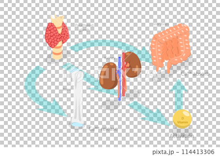 3D Isometric Flat Conceptual Illustration of Parathyroid Hormone And Calcium Metabolism, Human Endocrine System 3D Isometric Flat Conceptual Illustration of Parathyroid Hormone And Calcium Metabolism, Human Endocrine System 114413306