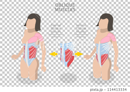 3D Isometric Flat Conceptual Illustration of Internal Oblique Muscles, Anatomical Scheme 3D Isometric Flat Conceptual Illustration of Internal Oblique Muscles, Anatomical Scheme 114413334