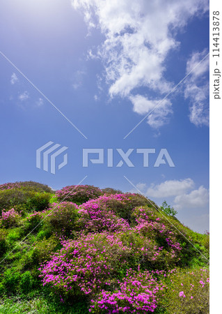 阿蘇山頂周辺 阿蘇山 中岳火口を背景に映える絶景ミヤマキリシマの花風景(阿蘇山中岳・阿蘇火口周辺) 阿蘇山頂周辺 阿蘇山 中岳火口を背景に映える絶景ミヤマキリシマの花風景(阿蘇山中岳・阿蘇火口周辺) 114413878