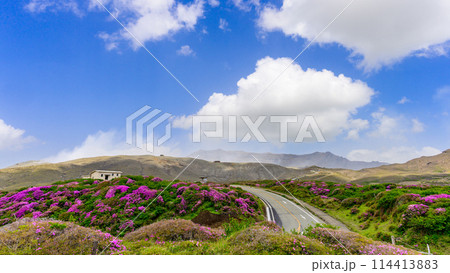 阿蘇山頂周辺　阿蘇山　中岳火口を背景に映える絶景ミヤマキリシマの花風景(阿蘇山中岳・阿蘇火口周辺) 114413883