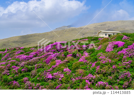 阿蘇山頂周辺 阿蘇山 中岳火口を背景に映える絶景ミヤマキリシマの花風景(阿蘇山中岳・阿蘇火口周辺) 阿蘇山頂周辺 阿蘇山 中岳火口を背景に映える絶景ミヤマキリシマの花風景(阿蘇山中岳・阿蘇火口周辺) 114413885