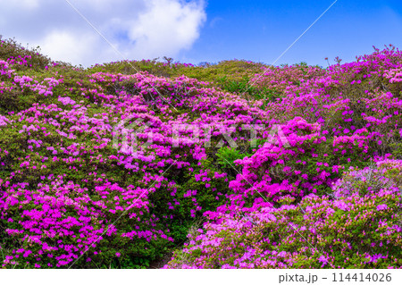 阿蘇山頂周辺 阿蘇山 中岳火口周辺 ミヤマキリシマの花風景(阿蘇山中岳・阿蘇火口周辺) 阿蘇山頂周辺 阿蘇山 中岳火口周辺 ミヤマキリシマの花風景(阿蘇山中岳・阿蘇火口周辺) 114414026