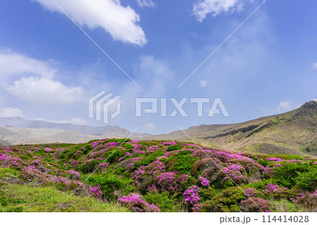 阿蘇山頂周辺　阿蘇山　中岳火口を背景に映える絶景ミヤマキリシマの花風景(阿蘇山中岳・阿蘇火口周辺) 114414028