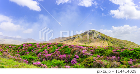 阿蘇山頂周辺　阿蘇山　中岳火口を背景に映える絶景ミヤマキリシマの花風景(阿蘇山中岳・阿蘇火口周辺) 114414029