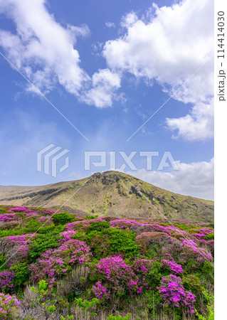 阿蘇山頂周辺 阿蘇山 中岳火口を背景に映える絶景ミヤマキリシマの花風景(阿蘇山中岳・阿蘇火口周辺) 阿蘇山頂周辺 阿蘇山 中岳火口を背景に映える絶景ミヤマキリシマの花風景(阿蘇山中岳・阿蘇火口周辺) 114414030
