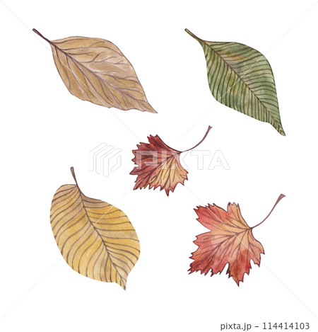 Autumn, leaf, leaves, red, forest, yellow, green - a set of illustrations drawn on a white background. For design and printing of cards, invitations, textiles, fabric. Wedding, holiday, thanksgiving. Autumn, leaf, leaves, red, forest, yellow, green - a set of illustrations drawn on a white background. For design and printing of cards, invitations, textiles, fabric. Wedding, holiday, thanksgiving. 114414103