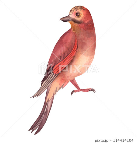 Bird, jay, red, songbird, autumn, brown, illustration painted in watercolor on a white background. Suitable for printing cards, posters, textiles, fabrics, fashion design, accessories, tableware. Bird, jay, red, songbird, autumn, brown, illustration painted in watercolor on a white background. Suitable for printing cards, posters, textiles, fabrics, fashion design, accessories, tableware. 114414104