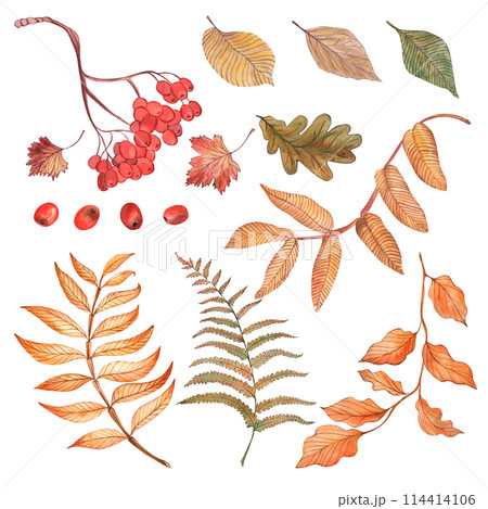 Autumn, rowan, fern, leaves, branch, berries, red, orange, yellow - a set of illustrations drawn in watercolor on a transparent background. for design and printing of textiles, fabric, clothing, card. 114414106
