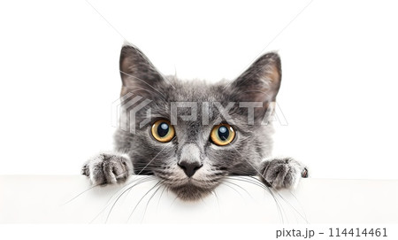 Adorable Grey Cat Peeking Over Edge, Pure White Background. Perfect for Pet Marketing. Cute and Playful Feline Portrait. AI 114414461