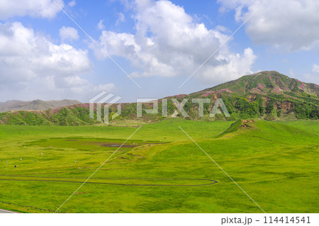 ミヤマキリシマの花が咲く烏帽子岳を背景に草千里ヶ丘風景 (阿蘇山中岳・阿蘇火口周辺) ミヤマキリシマの花が咲く烏帽子岳を背景に草千里ヶ丘風景 (阿蘇山中岳・阿蘇火口周辺) 114414541