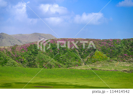 ミヤマキリシマの花が咲く烏帽子岳を背景に草千里ヶ丘風景　(阿蘇山中岳・阿蘇火口周辺) 114414542