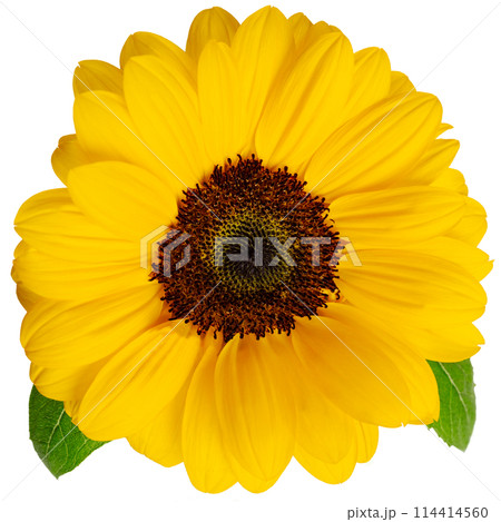ひまわりの生花 夏 切り抜き 透明 ひまわりの生花 夏 切り抜き 透明 114414560