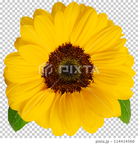 新鮮的向日葵花朵夏季剪紙透明 114414560