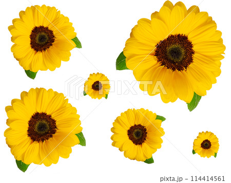ひまわりの生花コラージュ素材 夏 切り抜き 透明 png ひまわりの生花コラージュ素材 夏 切り抜き 透明 png 114414561