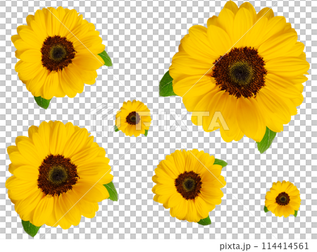 ひまわりの生花コラージュ素材 夏 切り抜き 透明 png ひまわりの生花コラージュ素材 夏 切り抜き 透明 png 114414561