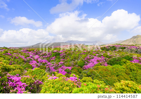 阿蘇山頂周辺　阿蘇山　中岳火口を背景に映える絶景ミヤマキリシマの花風景(阿蘇山中岳・阿蘇火口周辺) 114414587