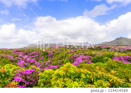 阿蘇山頂周辺　阿蘇山　中岳火口を背景に映える絶景ミヤマキリシマの花風景(阿蘇山中岳・阿蘇火口周辺) 114414589
