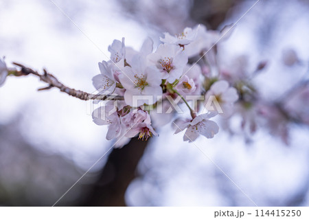 島田市の家山の春の日差しを浴びる桜(静岡県) 114415250