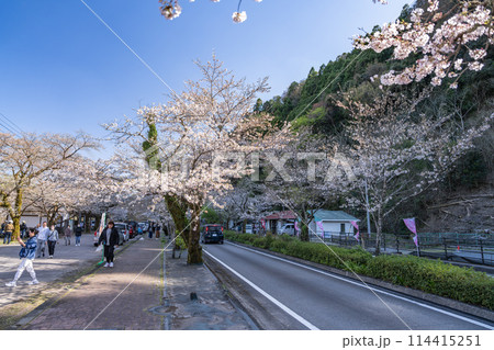 島田市の家山の桜トンネルの桜のある道路の風景(静岡県) 114415251