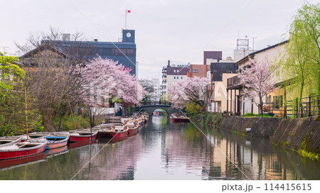 landscape of donko boats and pink cherry blossom by Yanagawa river 114415615