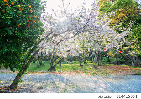 cherry blossom and orange tree at sunset,Mihashira shrine,Yanagawa 114415651