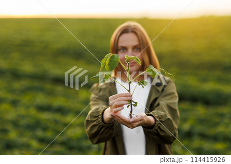 Female farmer holds in hands soybean plant with health leaves and roots, looks at camera at soya field. Agronomist controls growth and development of sprouts, examines and checkins organic crops. Female farmer holds in hands soybean plant with health leaves and roots, looks at camera at soya field. Agronomist controls growth and development of sprouts, examines and checkins organic crops. 114415926