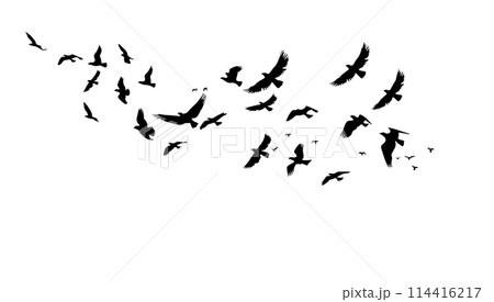 A flock of flying birds. Vector black and white illustration. Silhouette group bird and freedom air. Horizontal design element cartoon isolated white A flock of flying birds. Vector black and white illustration. Silhouette group bird and freedom air. Horizontal design element cartoon isolated white 114416217