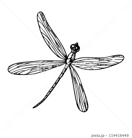Vector cute dragonfly. Hand painted linear insects. Graphic clipart isolated on background. Botanical and wedding illustration. For designers, invitations, decoration, postcards, wrapping paper, 114416449