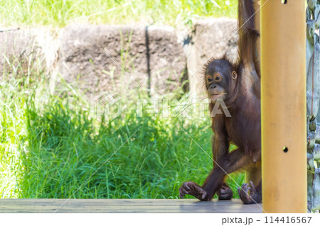動物園に住むオランウータンの子供 114416567