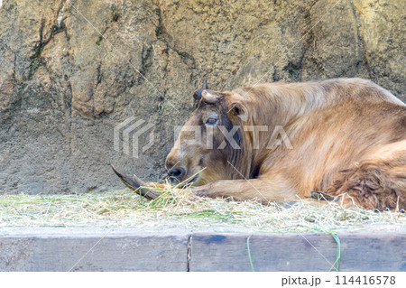動物園に住む茶色のターキン 動物園に住む茶色のターキン 114416578
